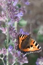 Woodland sage Salvia nemorosa Ostfriesland with butterfly Royalty Free Stock Photo